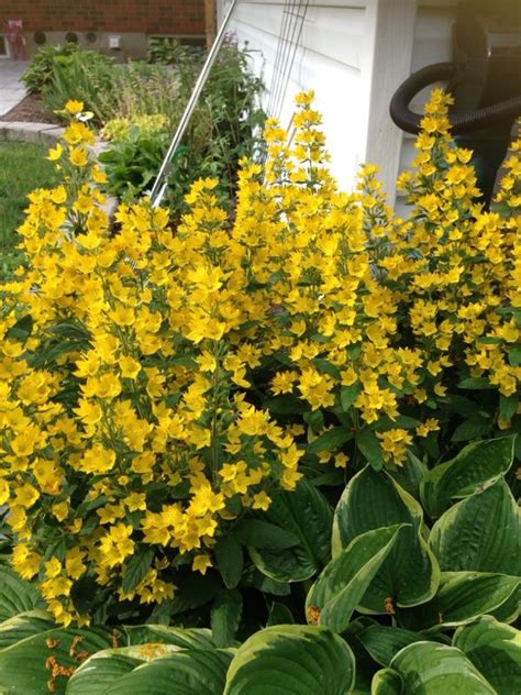 Perennial Plants With Yellow Flowers Home Design Ideas