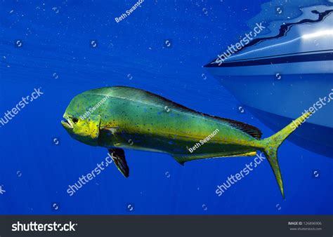 Dorado Dolphin Fish Known Mahimahi Coryphaena Stock Photo Edit Now