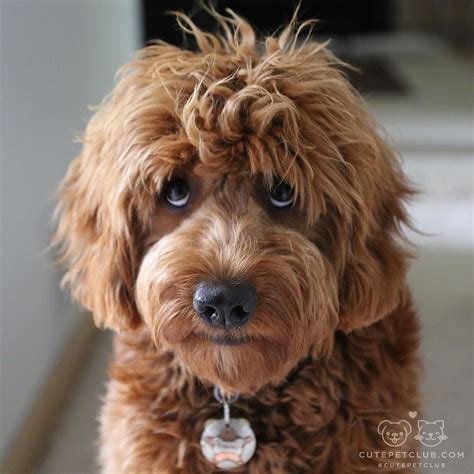 {5+} best dog food for mini goldendoodles of 2020 in usa. HugeDomains.com - Shop for over 300,000 Premium Domains ...