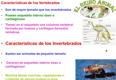 Med 114 Reino Animal Vertebrados E Invertebrados