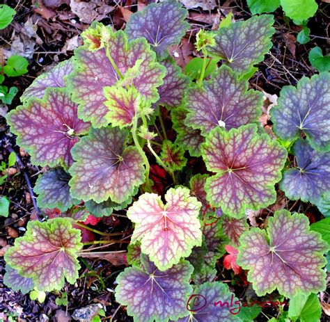 Heucheras In Your Garden Project Shed