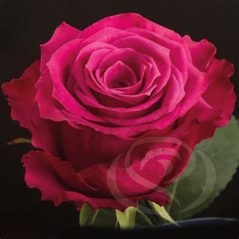 Roses Pink Hot Sbe Wholesale Flowers