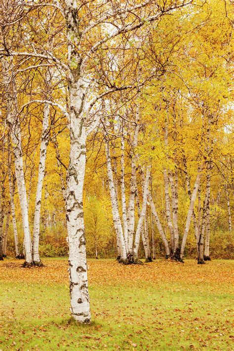 Autumn Coloured Birch Trees Thunder Bay Ontario Canada Stock Photo