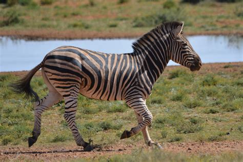 Plain Zebra Isafiri