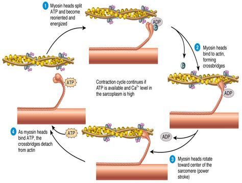 Related posts of smooth muscle diagram. Define sliding filament theory of muscle contraction. from Biology Locomotion and Movement Class ...