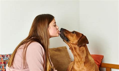Can Dogs Smell Cancer The Reality Vs Myth A Z Animals