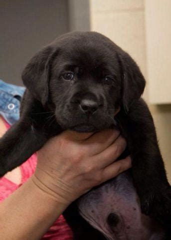 Labrador retriever · upper marlboro, md. Purebred Labrador Retriever Puppies - 9 weeks for Sale in ...