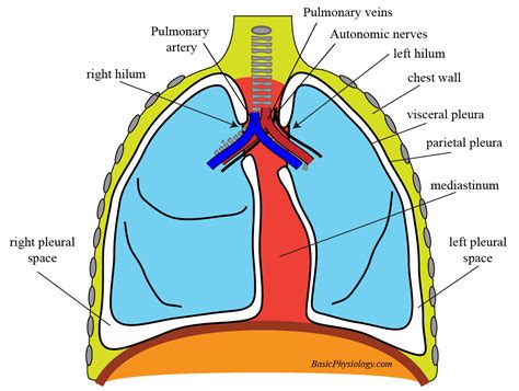 Diagram Of The Pleural Cavity