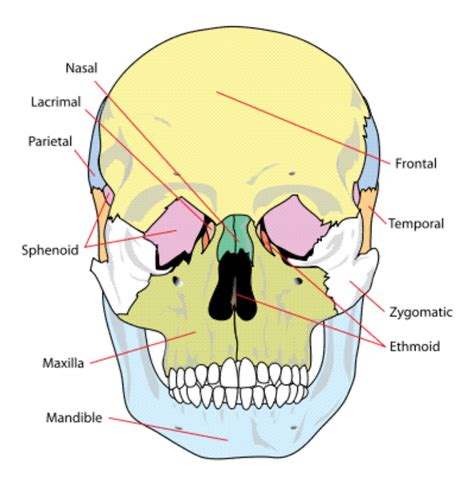 Maybe you would like to learn more about one of these? Skull Anatomy Page 6