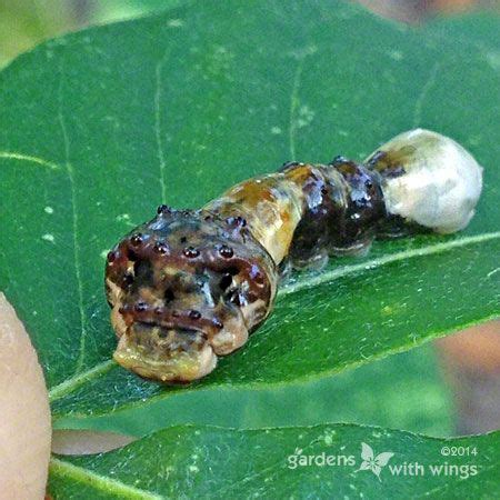 The Giant Swallowtails Caterpillar Found On Wafer Ash Trees