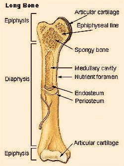 Found in the ends of long bones; Longitudinal Bone Diagram: Proximal/Distal Epiphyses ...