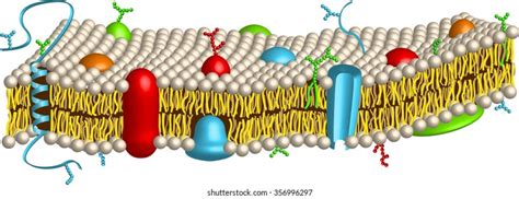 Surrounding the animal cell is the cell 1 membrane (often called plasma membrane). Cell Membrane Images, Stock Photos & Vectors | Shutterstock