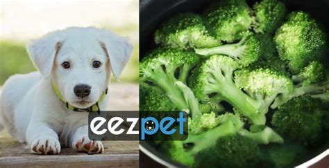 Can Dogs Eat Broccoli Its Benefits And Hazards For Dogs