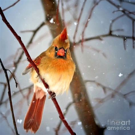 Northern Cardinal Snow Scene Photograph By Nava Thompson Fine Art America