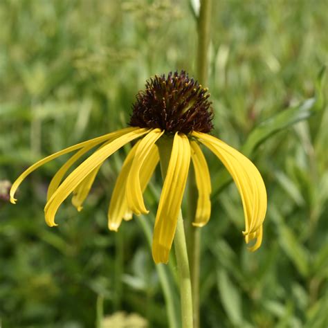 Coneflower