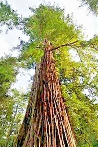 20 Giant Coast Redwood Seeds Sequoia Sempervirens Amino Ther