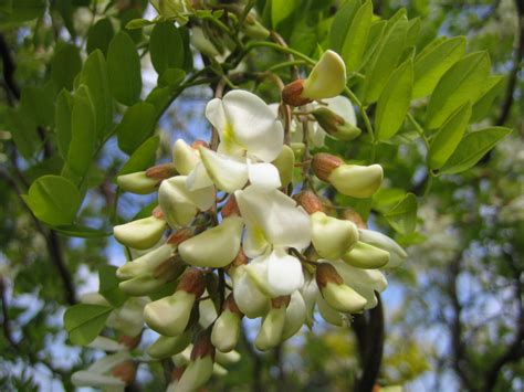 Hol aufbewahrungstisch, akazie, 98x50 cm massivholz ist ein strapazierfähiges naturmaterial. Korkenzieher-Akazie 'Tortuosa' - Robinia pseudoacacia ...