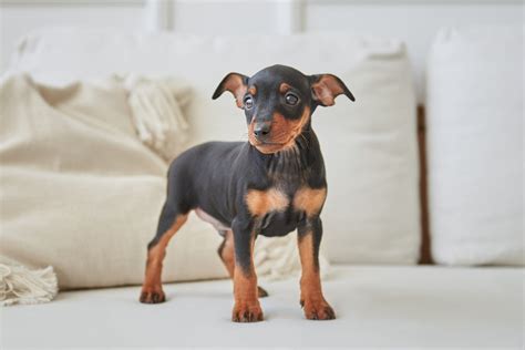 Pinscher 1 Cresce Até Que Tamanho