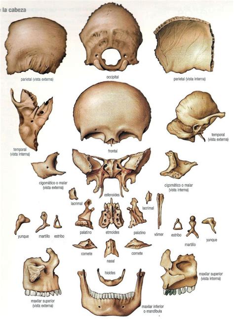 Anatomy Bones Head Anatomy Brain Anatomy Medical Anatomy Cranial