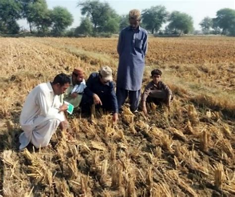 Pakistan Cgiar Research Program On Wheat