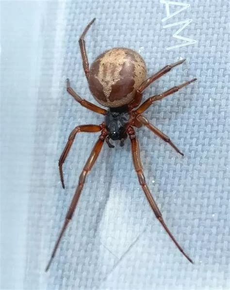Sex Craved False Widow Spiders Are Heading For Our Homes Coventrylive