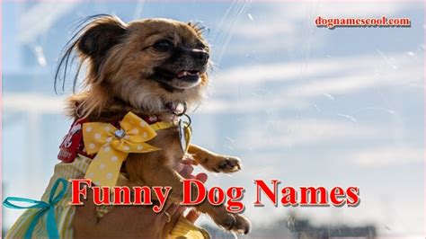 100funny Dog Names That Make You Smile