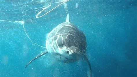 Shark Dive Great White Attacks Tuna Youtube