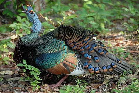 Check spelling or type a new query. Ocellated Turkey
