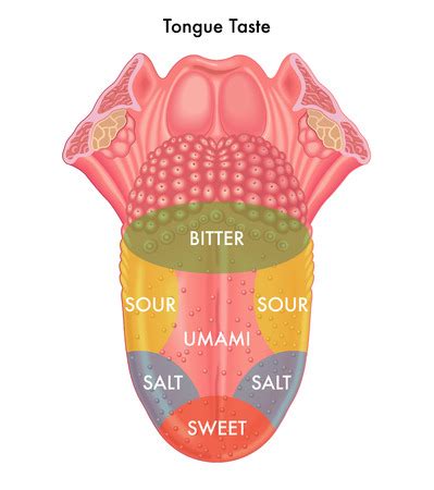 Taste buds are inflamed if they are painful, pale, reddened, enlarged, and have some loss of function  4 . Inflamed (Enlarged) Taste Buds