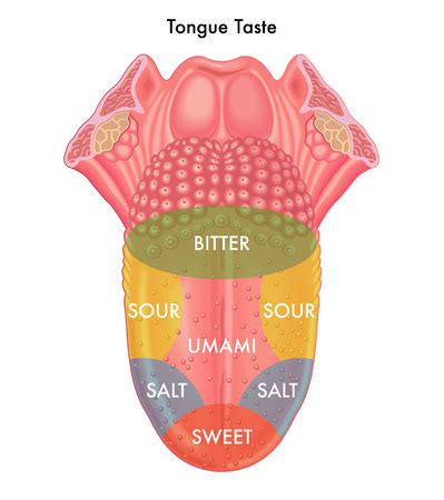 As a result, researchers typically study taste cells in a petri dish. Inflamed (Enlarged) Taste Buds