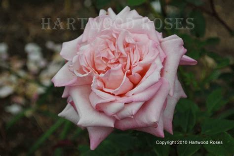 Hartwood Roses A Friday Flowers Tea Party Bryan Freidel Pink Tea