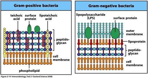 High c+g gram positive bacteria. Compare/Contrast--- this is a great diagram of the general ...