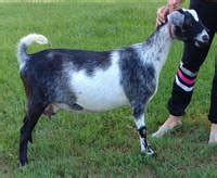 Miniature goats have a fairly long life span. Mini Nubian Goats - Sunspring Ranch, Goats for sale Utah ...