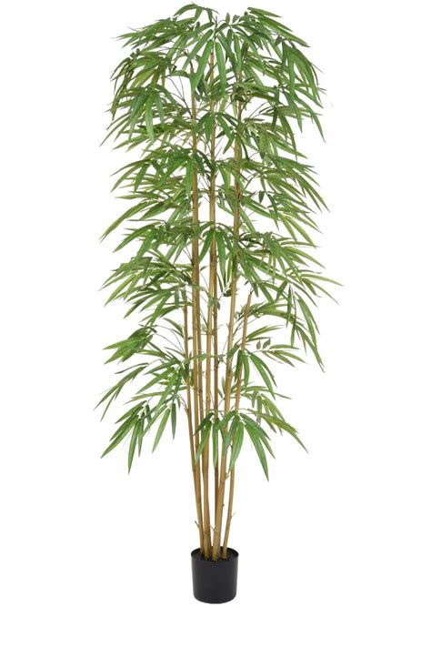 Sel Artificial Bamboo Tree Cm Scottish Everlastings Ltd Home