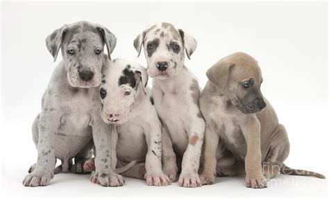 Maybe you would like to learn more about one of these? Great Dane Puppies Photograph by Mark Taylor