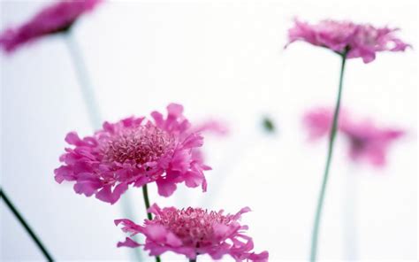 Contact html immagini sui fiori on messenger. Fiori Lilla | Wallpaperart