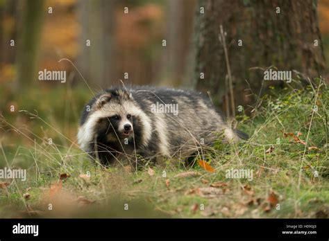 Raccoon Dog Marderhund Nyctereutes Procyonoides Sneaks Through A
