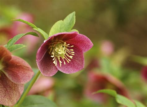 Growing Hellebore How To Care For Hellebores Flowers Perennials