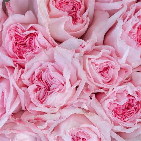 Premium Photo Beautiful Blossoming Roses Of Different Shades Of Pink