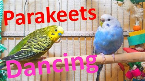 Gymnastic Performance 4 Of Happy Parakeets Singing Playing Eating