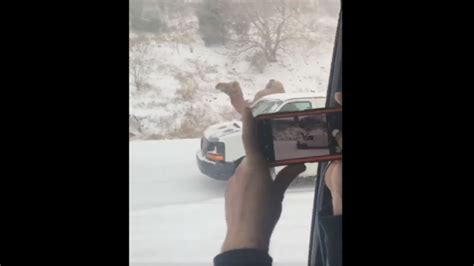Windy hill export meats manager ivan coulter has bought camels from the region and sold the meat to foreign markets. 'Einstein' the camel entertains motorists along snowy ...
