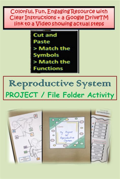 Reproductive System Project File Folder Activity On Human Body Systems