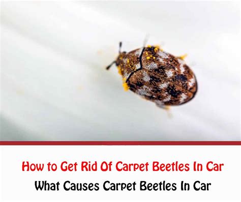 How To Get Rid Of Carpet Beetles In Car