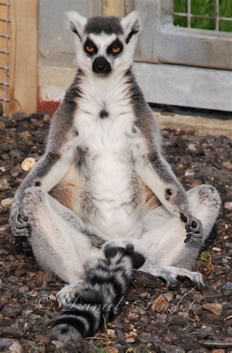 A Lemur Tuned Out From His Usually Hectic Monkey Day To Meditate At A