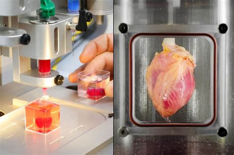 Scientists 3d Print A Functional Heart Using Stem Cells