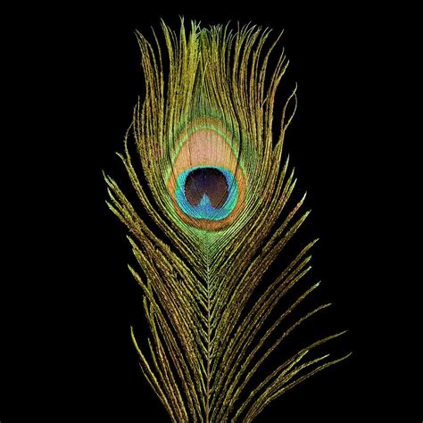 Peacock Feather Photograph by Science Photo Library