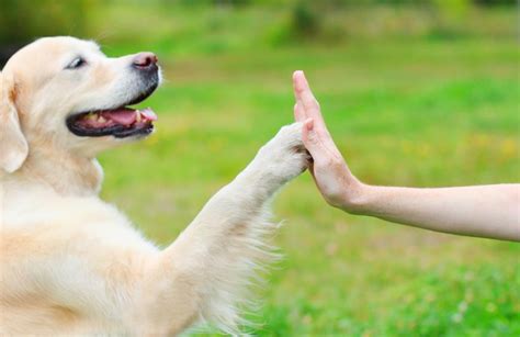 6 Of The Friendliest Dog Breeds