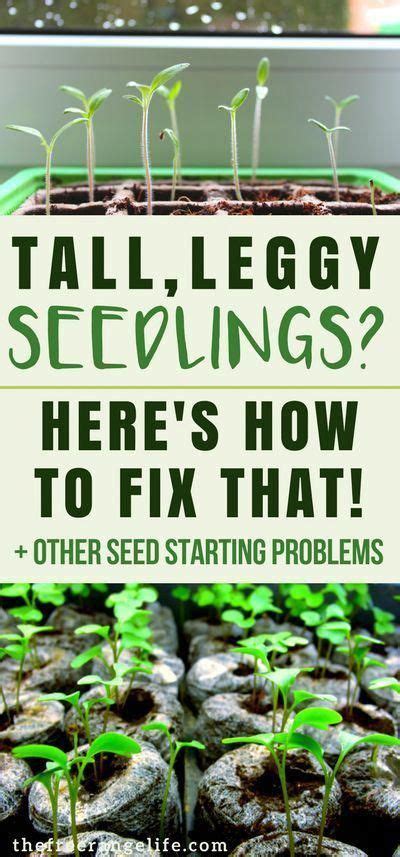 Most Common Seed Starting Problems And How To Fix Them Organic