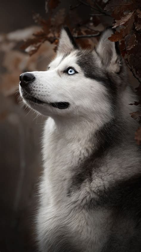 1080x1920 Siberian Husky Dog Breed Iphone 76s6 Plus Pixel Xl One