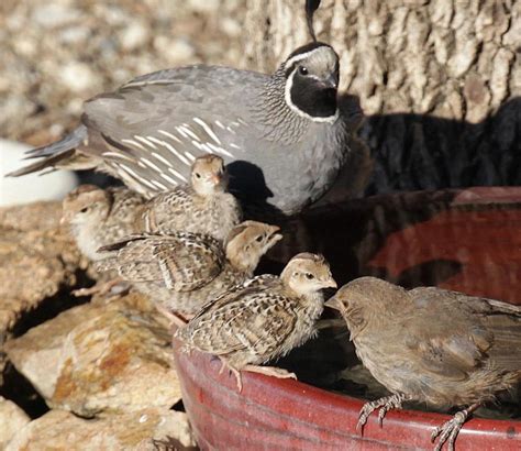 Pen In Hand California Quail Cute Babies Cared For By Attentive